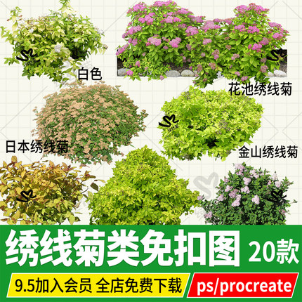 绣线菊金山金焰日本绣线菊ps免扣素材procreate透视图效果图png