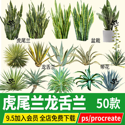 png虎尾兰龙舌兰虎皮兰多肉盆栽绿植PSD免扣ps素材procreate文件