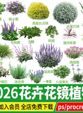 花坛花境花卉花镜植物地被ps素材png效果图procreate园林景观psd