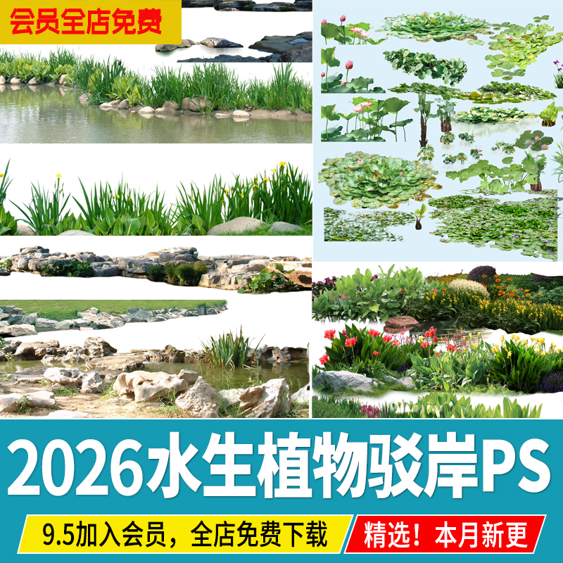 水生植物湿地滨水公园效果图荷花睡莲菖蒲驳岸芦苇ps免扣psd素材