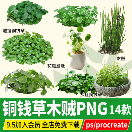 铜钱草金钱草木贼PNG免扣PS素材procreate效果图后期贴图平面立面