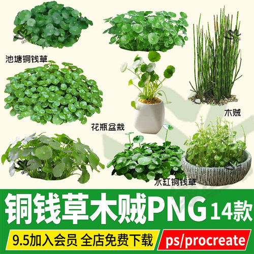 铜钱草金钱草木贼PNG免扣PS素材procreate效果图后期贴图平面立面