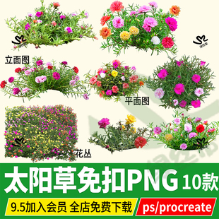 太阳草procreate石头花太阳花马齿苋石头菜psd无背景ps素材png