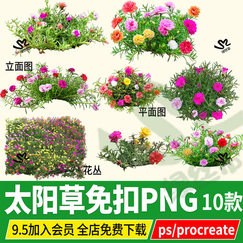 太阳草procreate石头花太阳花马齿苋石头菜psd无背景ps素材png