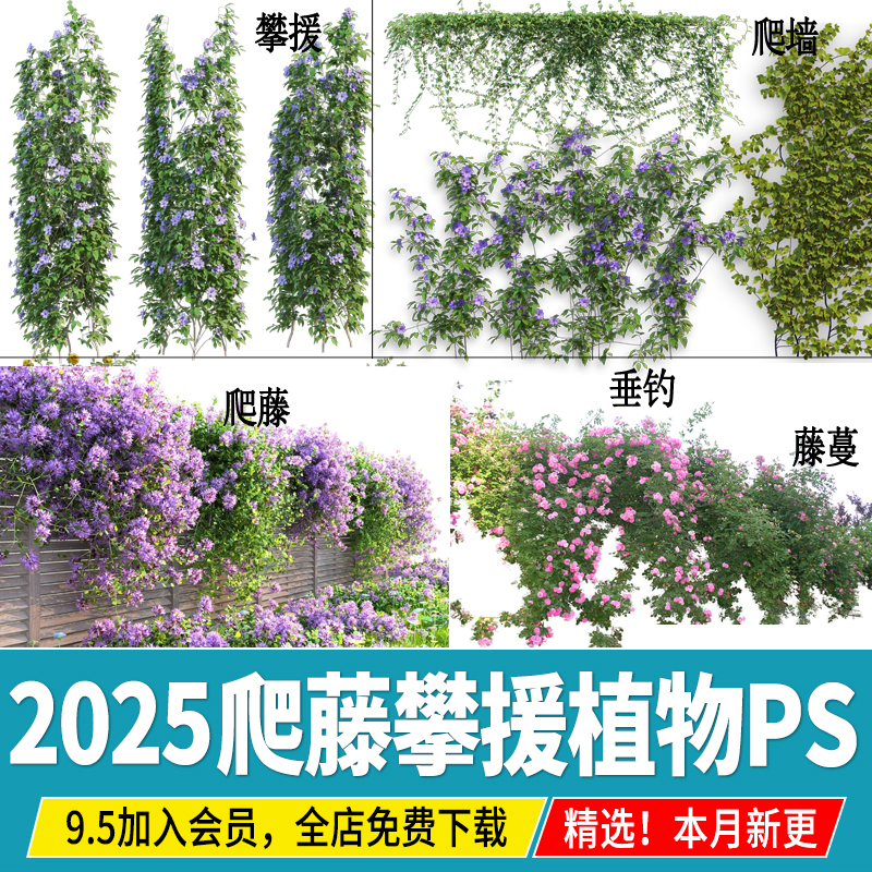 藤蔓爬藤植物爬墙攀援垂钓围墙藤本月季紫藤效果图免抠PS素材PSD