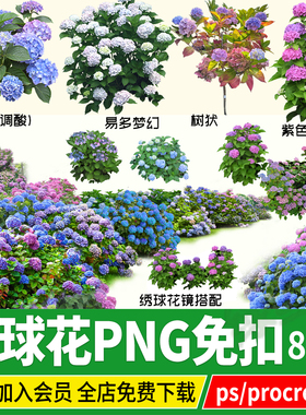 PNG绣球八仙花紫色无尽夏psd素材ps免扣procreate圆锥绣球效果图