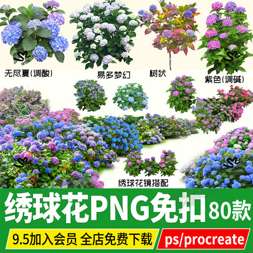 PNG绣球八仙花紫色无尽夏psd素材ps免扣procreate圆锥绣球效果图