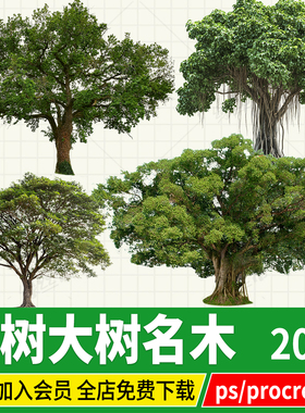 procreate古树名木大树景区老树PNG立面效果图平板PSD免扣ps素材