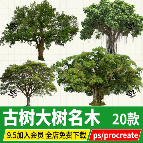 procreate古树名木大树景区老树PNG立面效果图平板PSD免扣ps素材