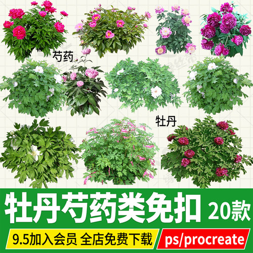 牡丹芍药png免扣图中式北方植物ps素材procreate绘画透视图效果图