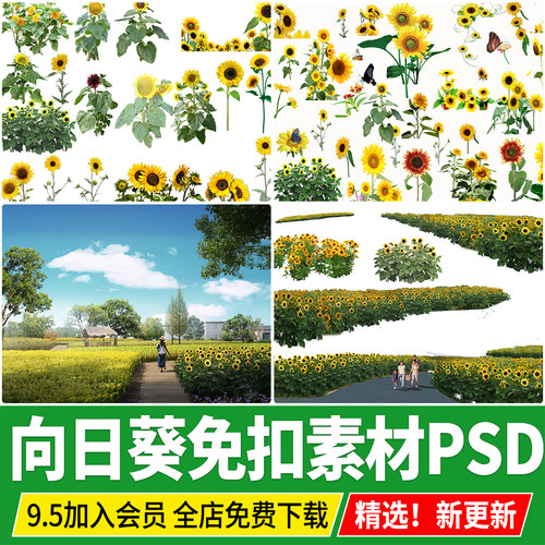 向日葵太阳花农业园农家乐植物花田PSD免扣PS素材分层源文件