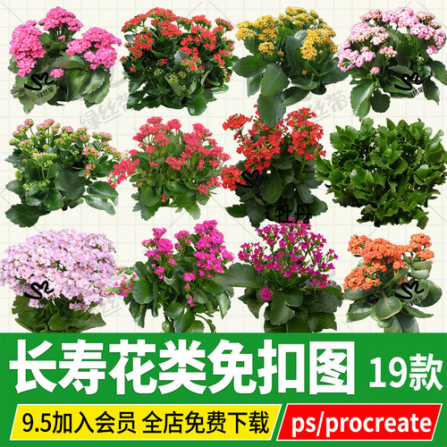 矮生长寿花十字海棠伽蓝花PS平板绘图市政绿化png免扣贴图psd素材