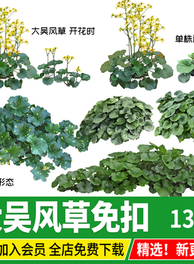 PSD大吴风草PNG免扣PS素材庭院植物procreate板绘ipad效果图后期
