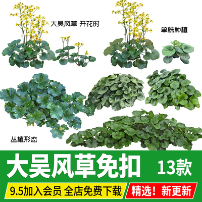 PSD大吴风草PNG免扣PS素材庭院植物procreate板绘ipad效果图后期