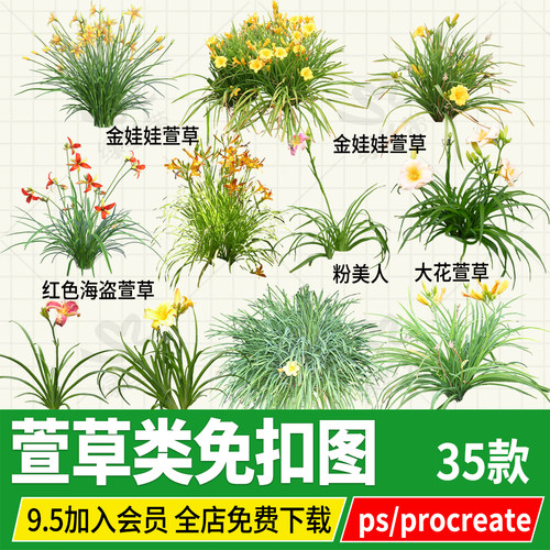 金娃娃萱草粉美人大花萱草金色海盗png免扣ps素材procreate贴图