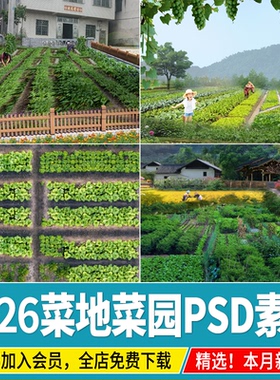 菜地菜园美丽乡村农村庭院平面景观蔬菜 植物ps素材psd免扣效果图