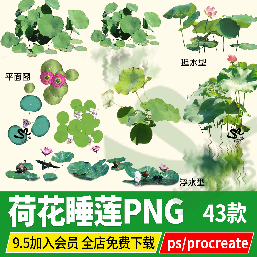 PNG免扣荷花睡莲池塘水生植物莲花荷叶PS素材procreate平面效果图
