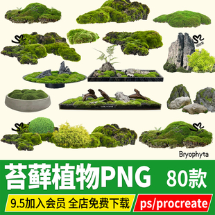 苔藓植物png庭院室内景观青苔微景观盆景psd草皮PS素材procreate