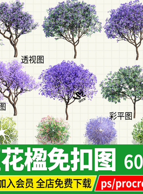 蓝花楹png免扣图procreate蓝色紫色开花乔木平面立面图psd素材ps