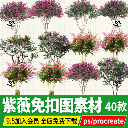 紫薇png丛生多杆红花白花小叶紫薇效果图PSD免扣PS素材procreate