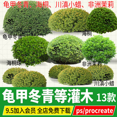 PNG龟甲冬青川滇小蜡非洲茉莉海桐灌木球psd素材ps procreate单体