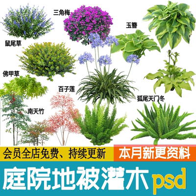 庭院植物灌木地被ps免扣素材psd花园玉簪矾根百子莲南天竹蕨苔草