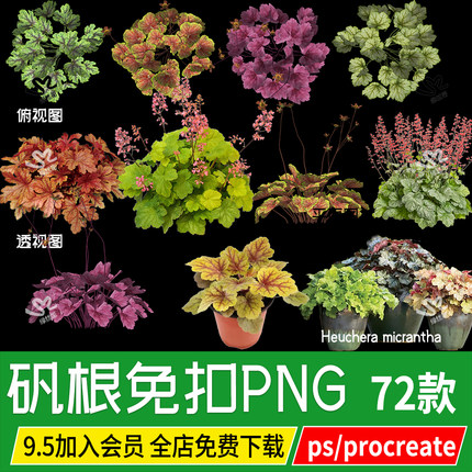 矾根png虎耳草平面俯视图立面花镜效果图ps素材psd免扣procreate