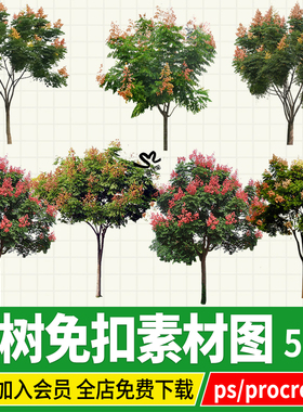 栾树黄山栾HDR夏季开花行道树ps素材psd免扣图png植物procreate