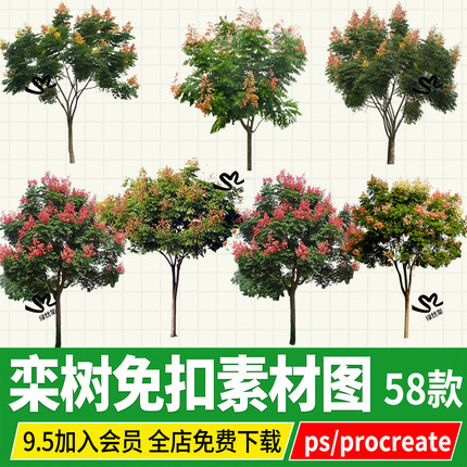 栾树黄山栾HDR夏季开花行道树ps素材psd免扣图png植物procreate