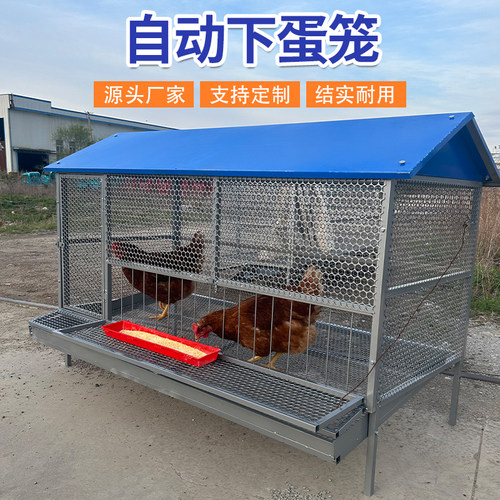 防鼠防黄鼠狼自动下蛋鸡笼