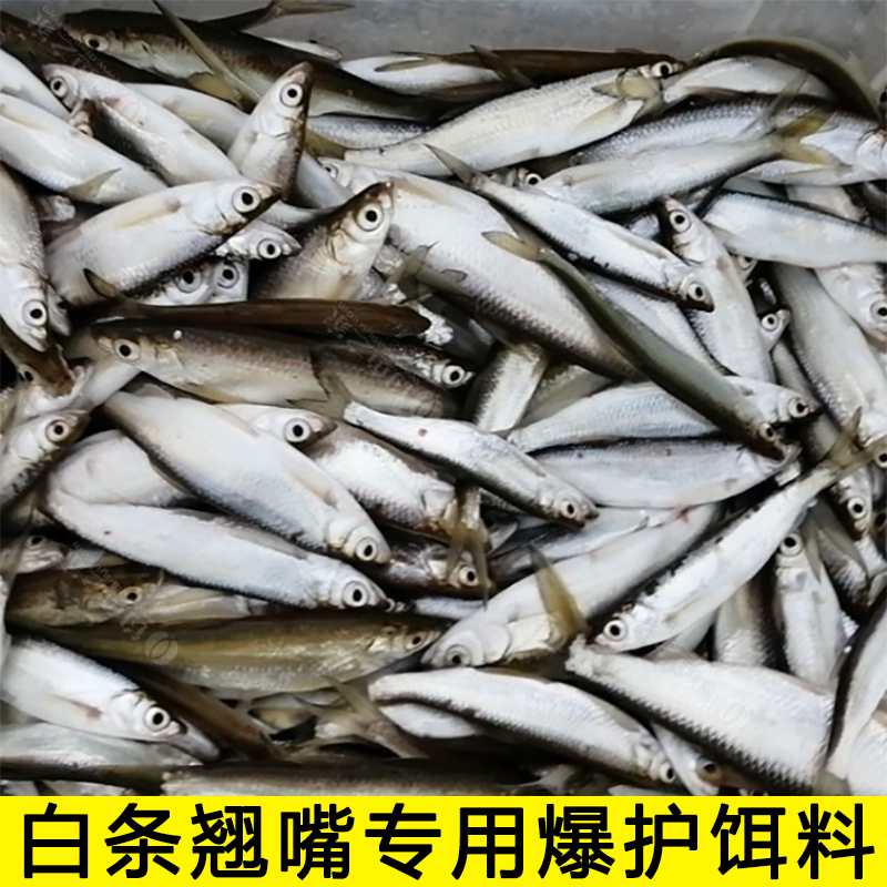 专攻白条鱼饵料窝料野钓小白条狂口腥香味餐条湖库专攻翘嘴马口饵