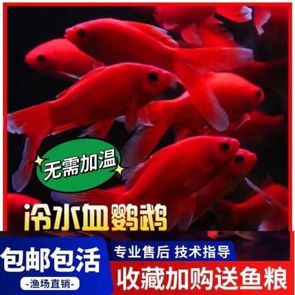 冷水鹦鹉鱼观赏鱼淡水鱼好养耐活发财鱼活体金鱼苗冷水观赏鱼锦鲤