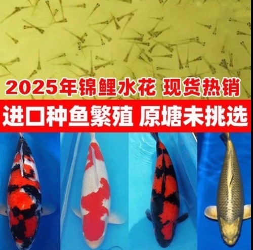 纯种日本锦鲤水花鱼苗活体红白大正三色昭和锦鲤丹顶绯写小鱼苗