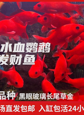 观赏鱼冷水血鹦鹉草金鱼发财鱼葡萄眼黑眼草金养不死好养耐活包邮