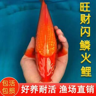 纯种火鲤闪鳞不闪鳞随机冷水大红色观赏鱼火麒麟好养火凤凰锦鲤鱼