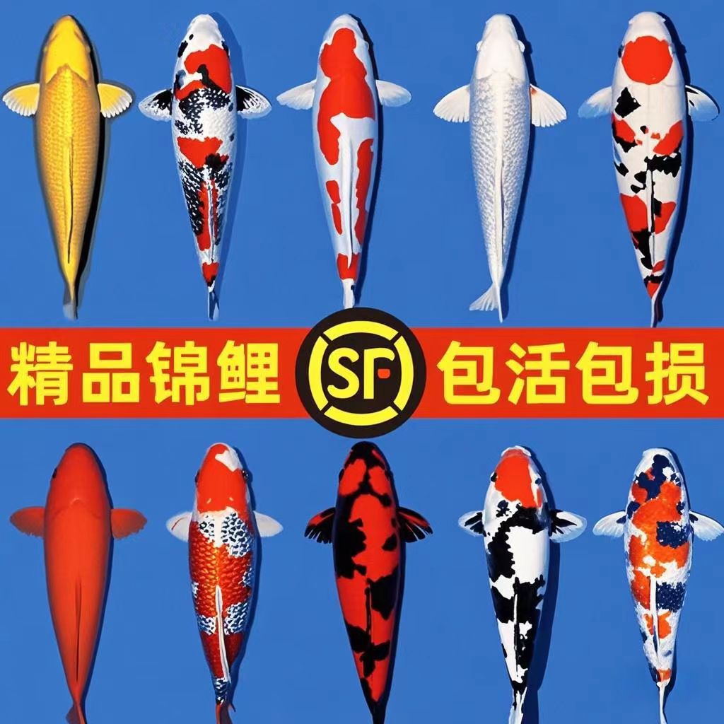 锦鲤鱼活鱼观赏鱼纯种大型