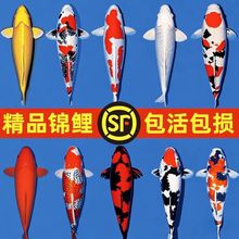 顺丰锦鲤鱼活鱼观赏鱼纯种鱼大型红白冷水淡水好养耐活金鱼小鱼苗