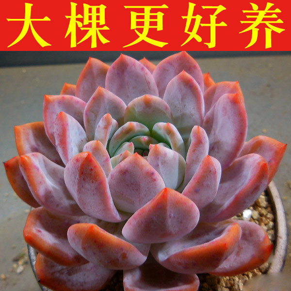 芙蓉雪莲多肉植物新款橙梦露雪天使精选室内阳台盆栽组合绿植萌肉 小猪花卉多肉 淘优券