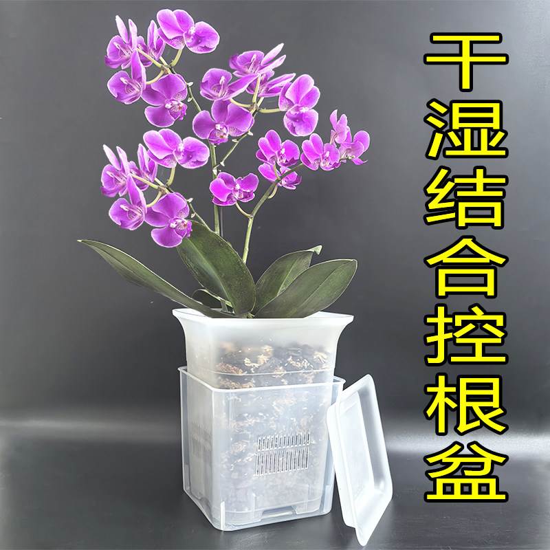 蝴蝶兰干湿结合控根盆 兰科石斛兰 干养湿养双层控水 透明花盆 - 实物图