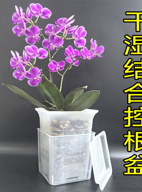 蝴蝶兰干湿结合控根盆