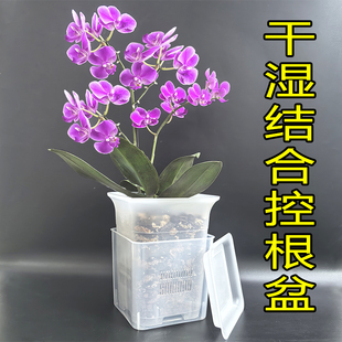 蝴蝶兰干湿结合控根盆 兰科石斛兰 干养湿养双层控水 透明花盆