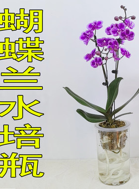 蝴蝶兰水培瓶亚克力湿养杯