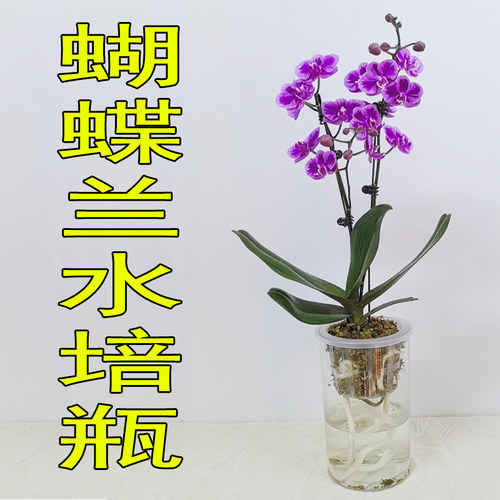 蝴蝶兰水培瓶亚克力湿养杯