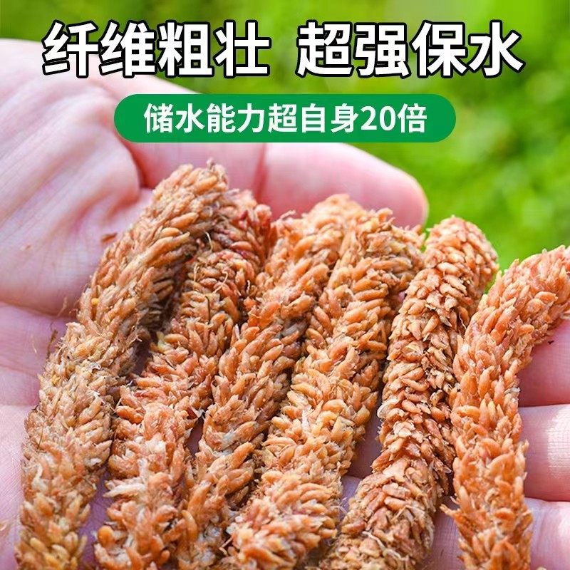 智利进口毛毛虫水苔 蝴蝶兰 兰花兰科种植养根天然营养土栽培基质,鲜花速递/花卉仿真/绿植园艺,介质/营养土,淘宝优惠券,粉丝福利购,淘宝优惠卷