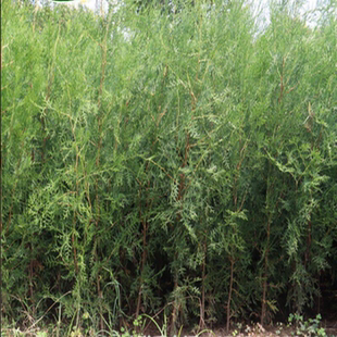 侧柏树苗扁柏小苗松柏树墓地松荒山造林陵园绿化苗木常绿围墙植物