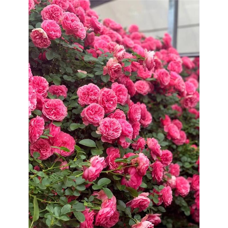 蔷薇花大苗佛罗伦蒂娜藤本月季特大花浓香爬藤植物四季开花卉盆栽