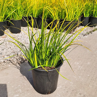 金叶石菖蒲多年生常绿宿根观叶植物地被观赏草盆栽苗湿地绿化工程