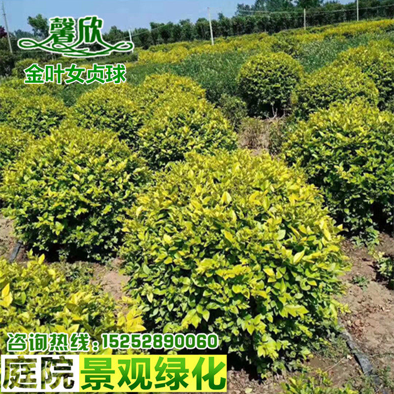 金叶女贞球花灌木球四季常青球类绿化苗庭院别墅厂区绿化园林绿化