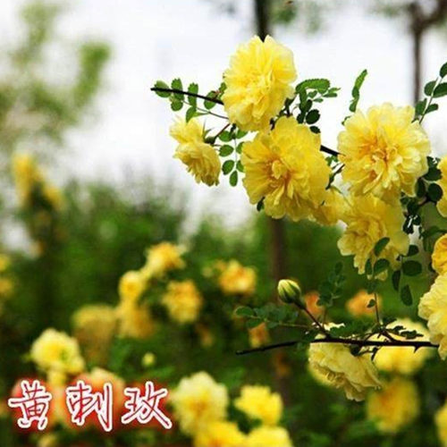 黄刺玫苗黄刺梅苗红刺玫苗庭院绿化重瓣耐寒耐旱工程绿化红刺梅苗