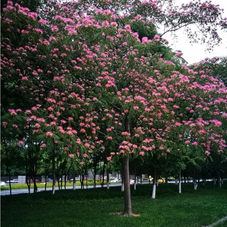 绿化工程花苗合欢树苗合欢苗绒花树苗芙蓉花树苗庭院盆栽合欢树苗